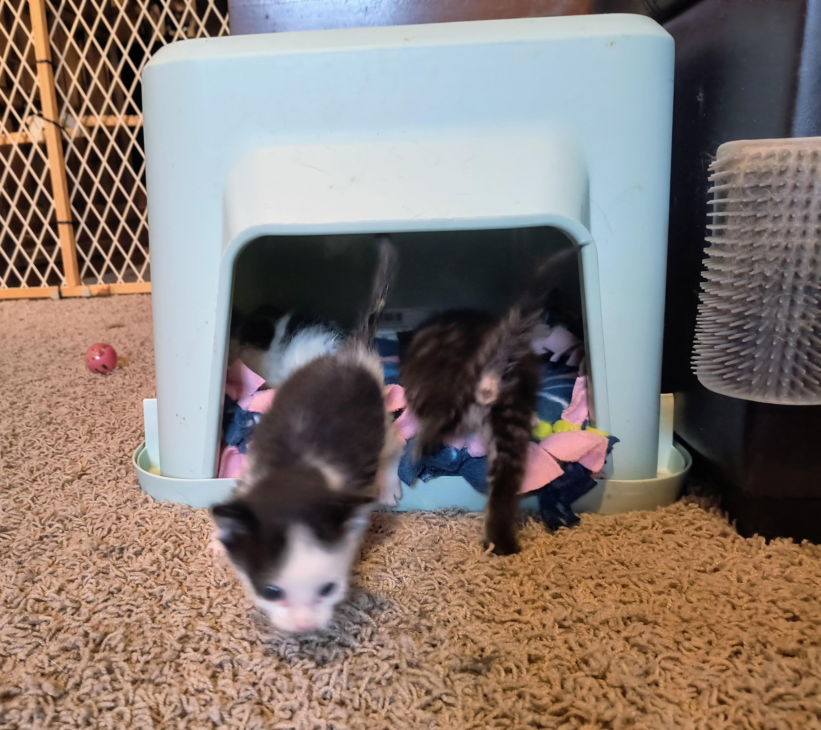 Orion, a Adoptable Domestic Short Hair in Blue Earth, MN image 3/5