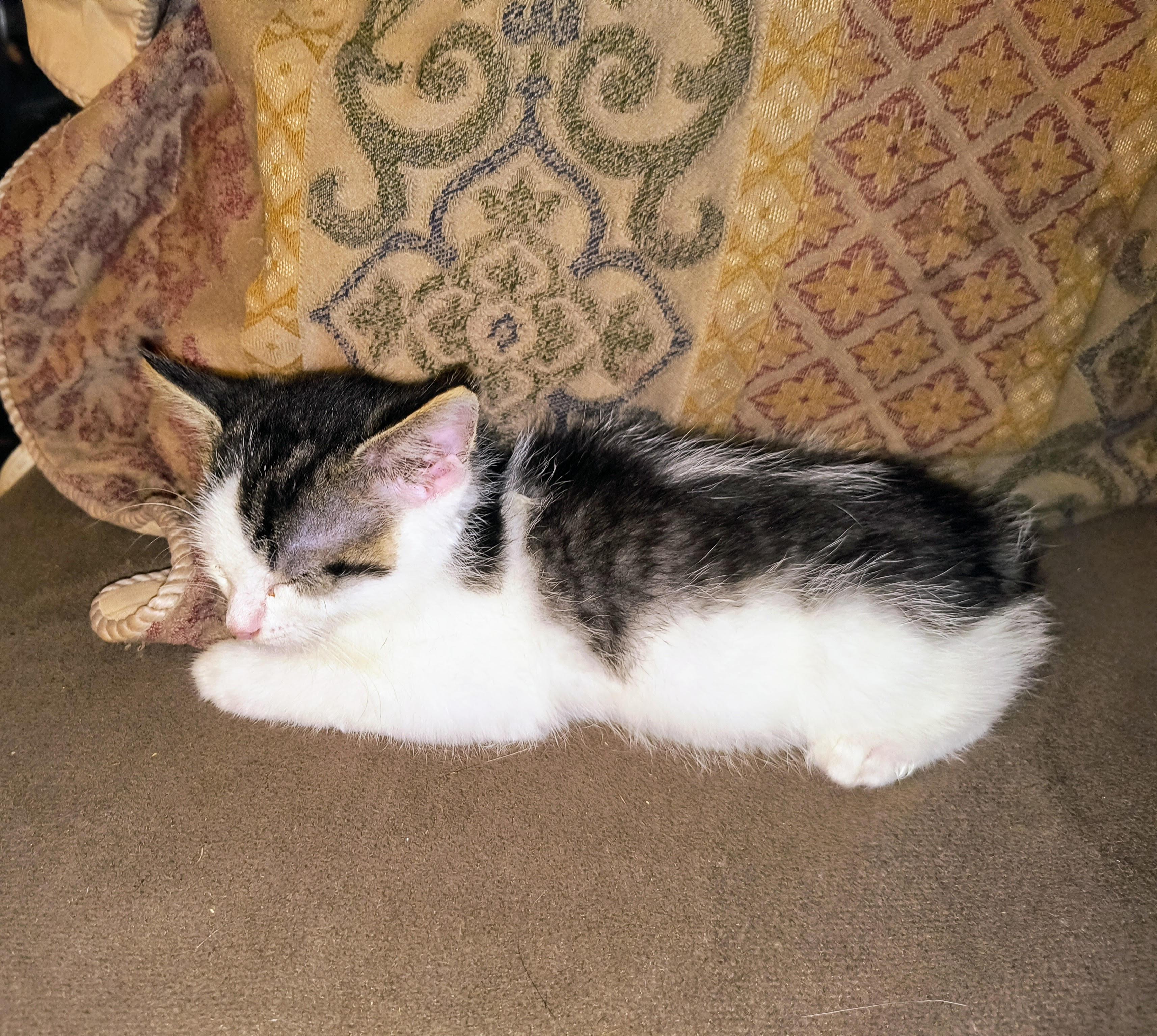 Orion, a Adoptable Domestic Short Hair in Blue Earth, MN image 2/5