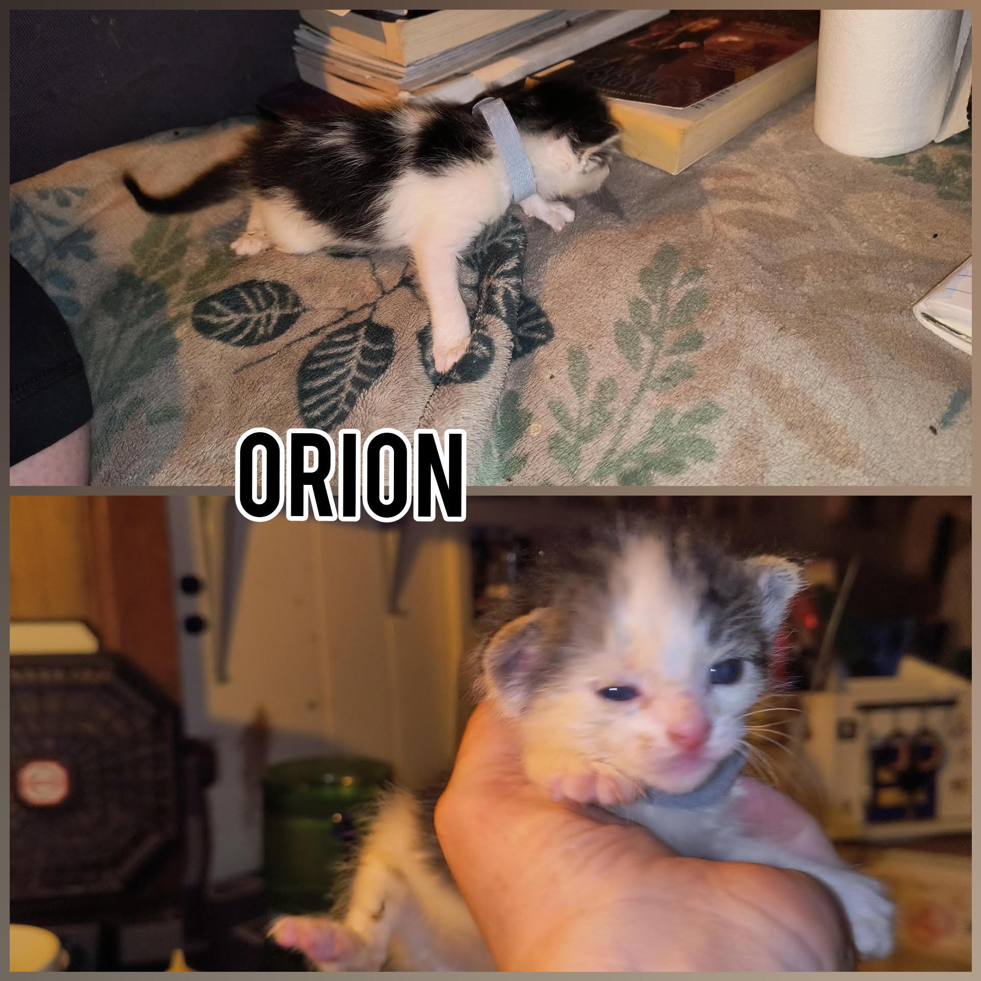 Orion