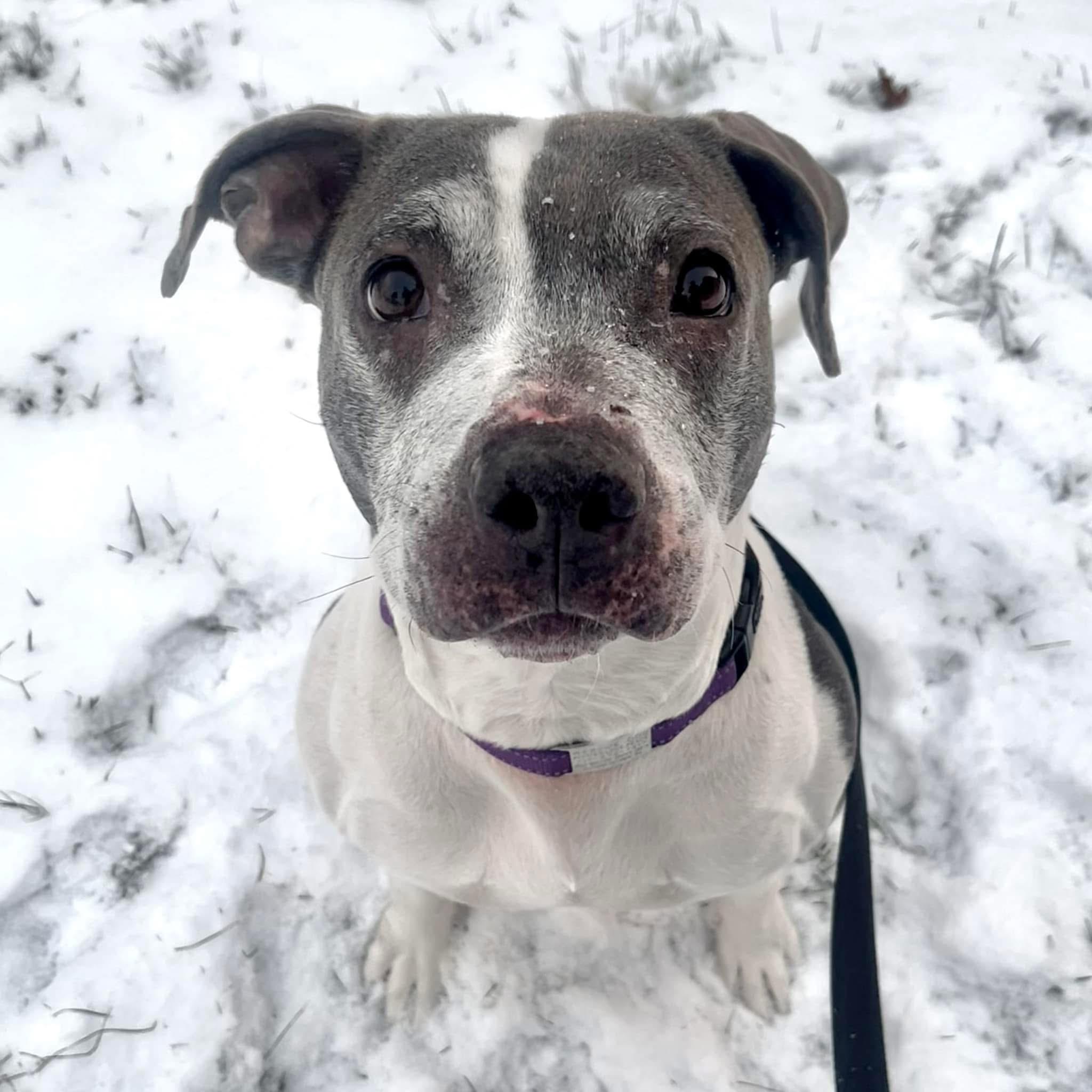 Cranberry, Adoptable, Adult Female Pit Bull Terrier.