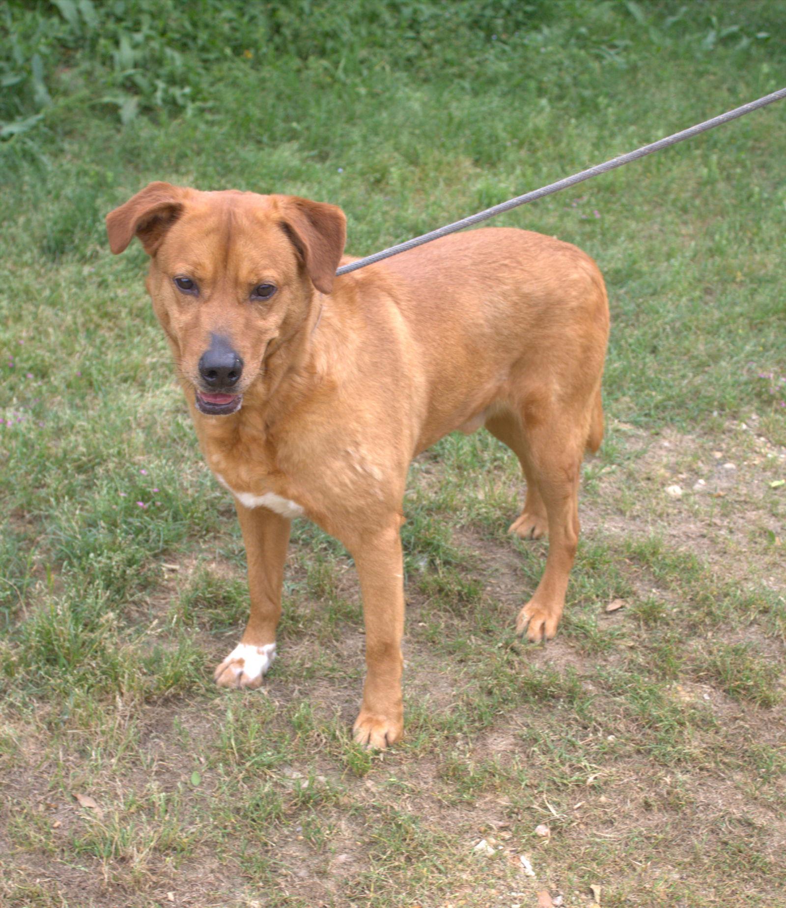 Deuce, a Adoptable Labrador Retriever in Jackson, MS image 1/3