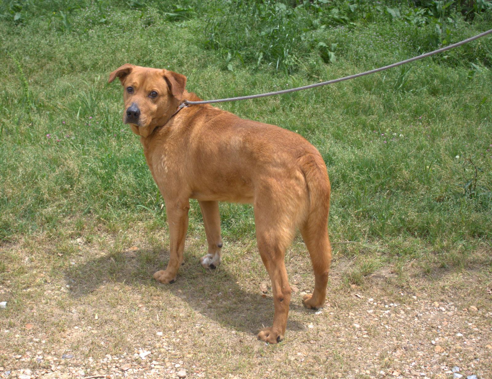 Deuce, a Adoptable Labrador Retriever in Jackson, MS image 2/3