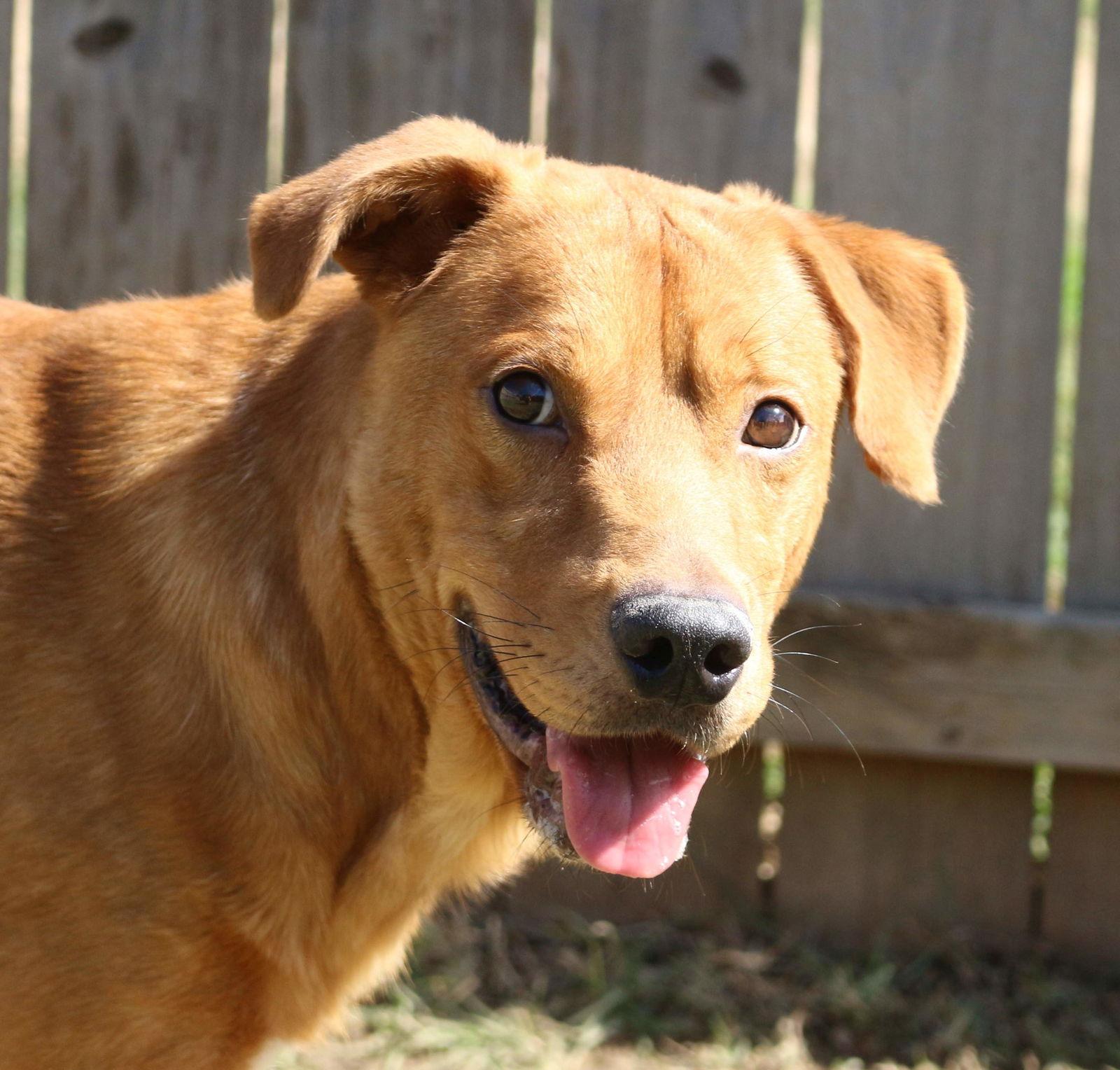 Deuce, a Adoptable Labrador Retriever in Jackson, MS image 3/3