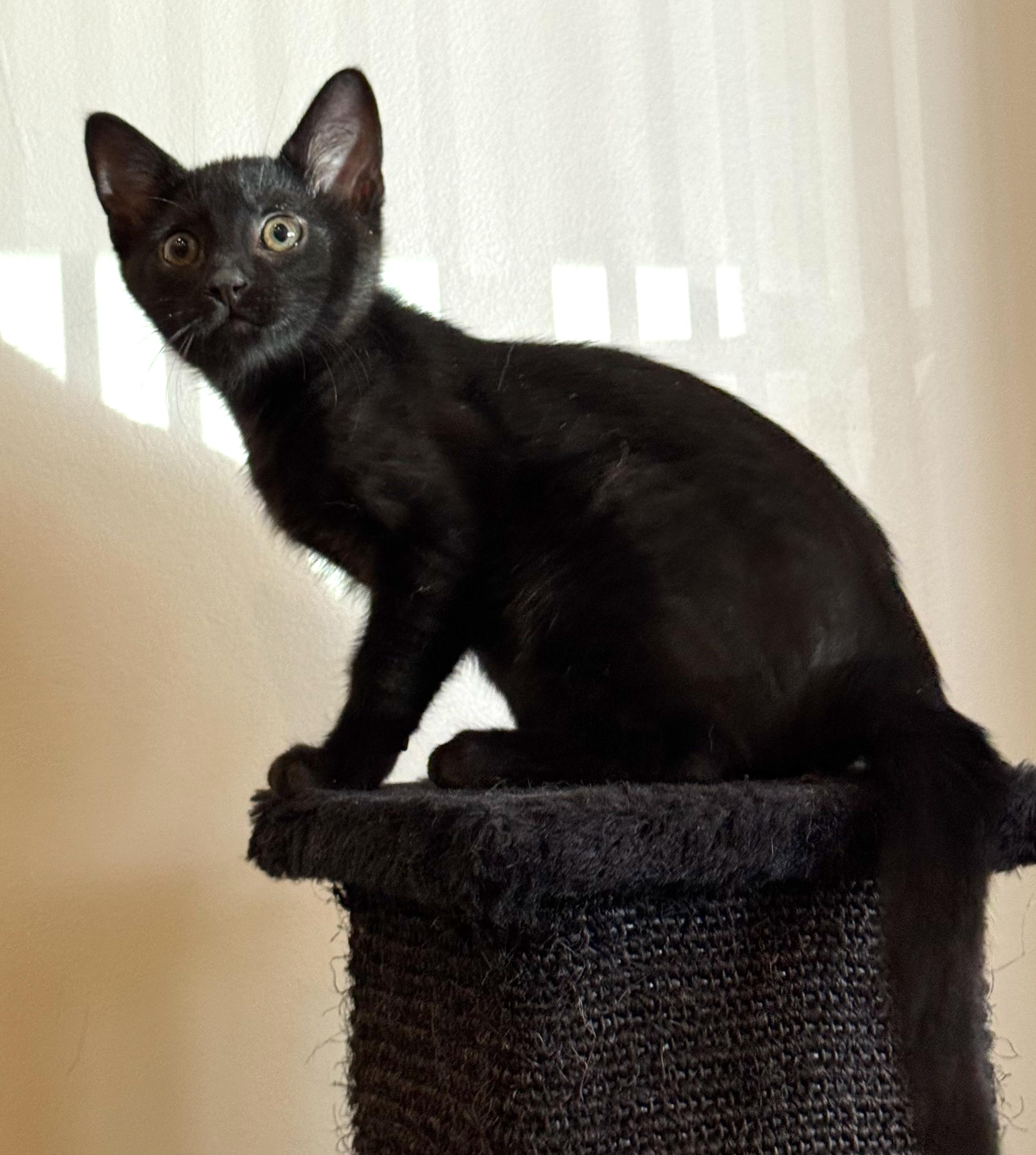 Theo, a ADOPTABLE mixed breed in Hilton Head Island, SC image 1/5