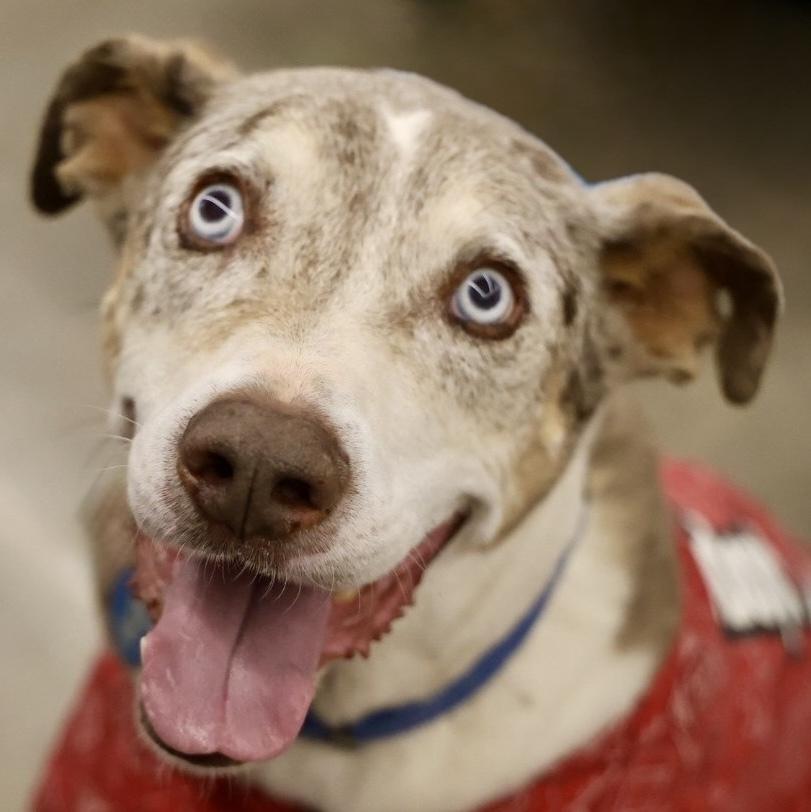 "Gumbo" Gunner, Adoptable, Senior Male Catahoula Leopard Dog.