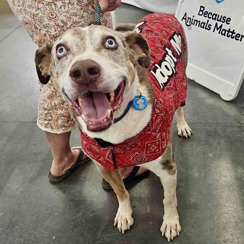 "Gumbo" Gunner, a Adoptable Catahoula Leopard Dog in Hurricane, UT image 1/6