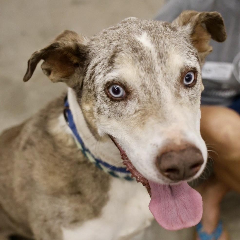 Enlarge "Gumbo" Gunner, a Adoptable Catahoula Leopard Dog in Hurricane, UT image 2/6