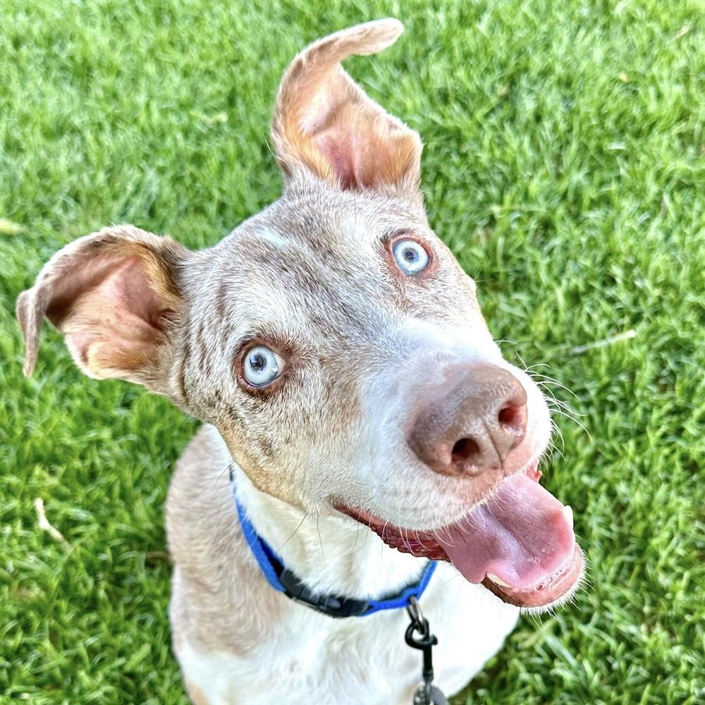 "Gumbo" Gunner, a Adoptable Catahoula Leopard Dog in Hurricane, UT image 1/6