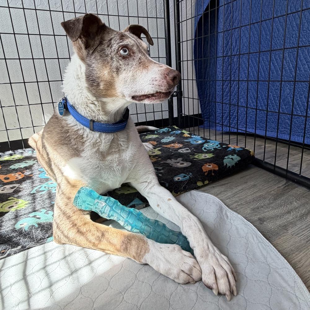 "Gumbo" Gunner, Adoptable, Senior Male Catahoula Leopard Dog.