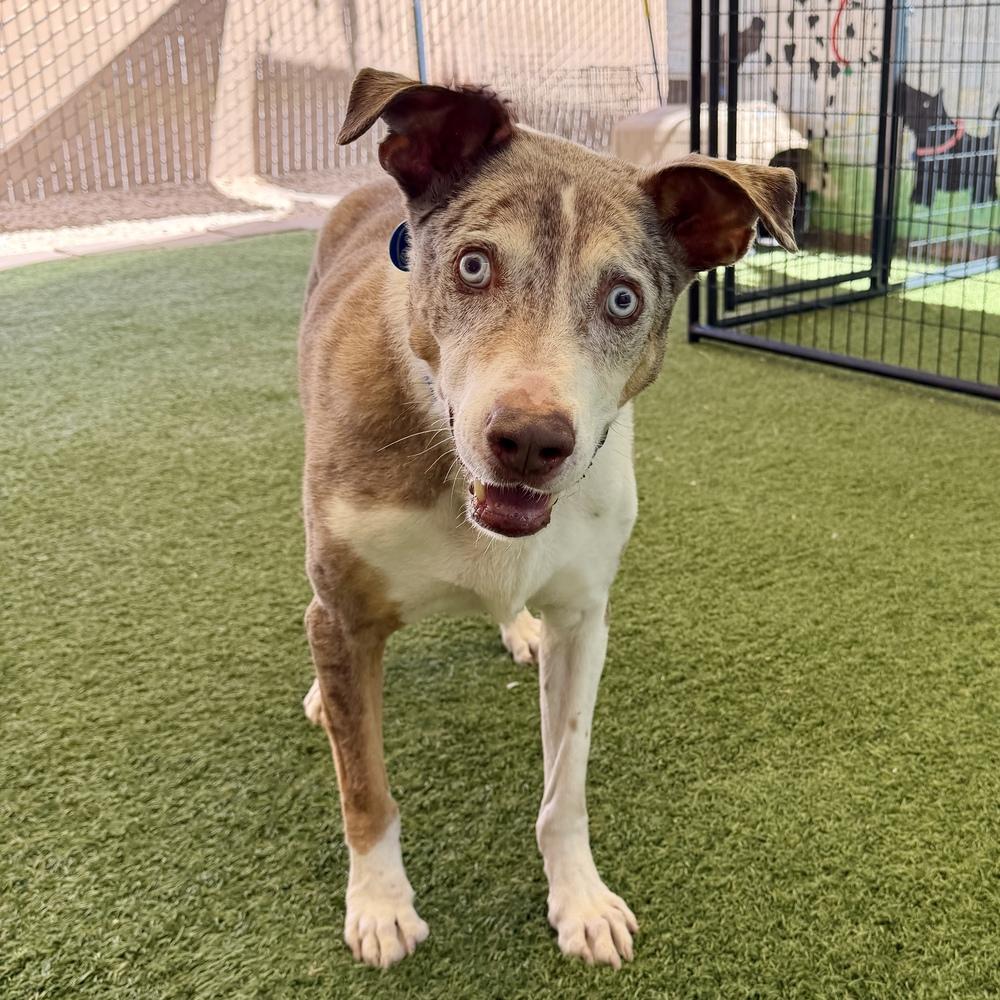 Enlarge "Gumbo" Gunner, a Adoptable Catahoula Leopard Dog in Hurricane, UT image 3/6