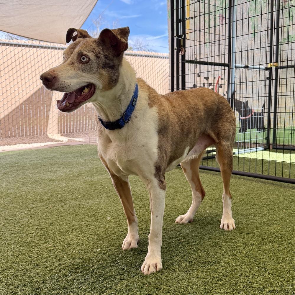 Enlarge "Gumbo" Gunner, a Adoptable Catahoula Leopard Dog in Hurricane, UT image 4/6