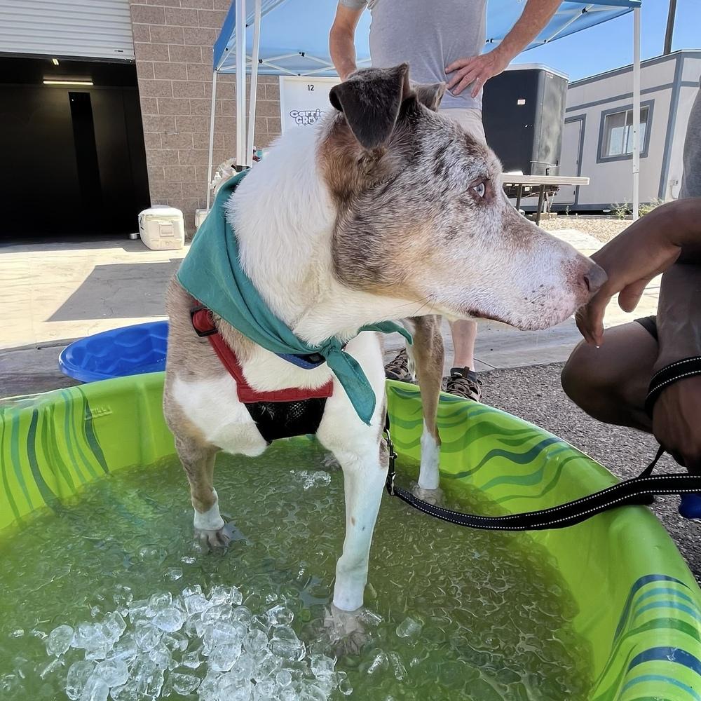 Enlarge "Gumbo" Gunner, a Adoptable Catahoula Leopard Dog in Hurricane, UT image 5/6