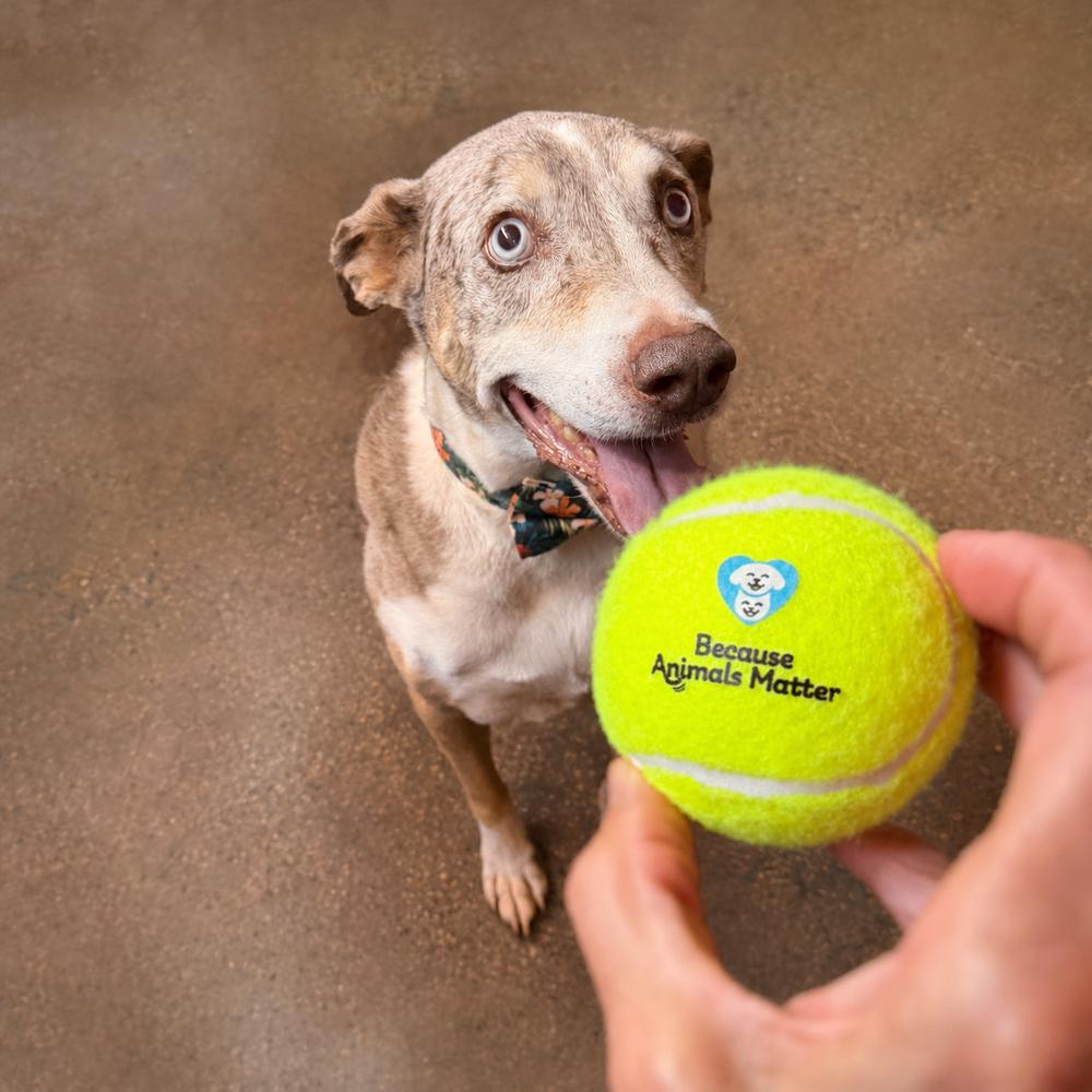 Enlarge "Gumbo" Gunner, a Adoptable mixed breed in Hurricane, UT image 1/6