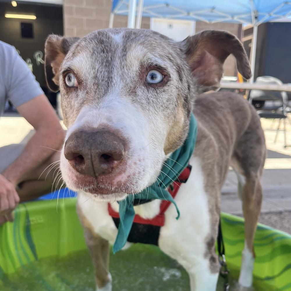 Enlarge "Gumbo" Gunner, a Adoptable Catahoula Leopard Dog in Hurricane, UT image 2/6