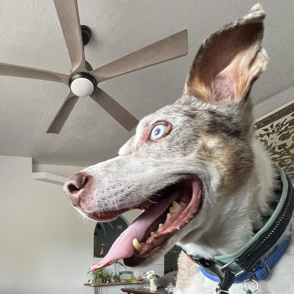Enlarge "Gumbo" Gunner, a Adoptable Catahoula Leopard Dog in Hurricane, UT image 6/6