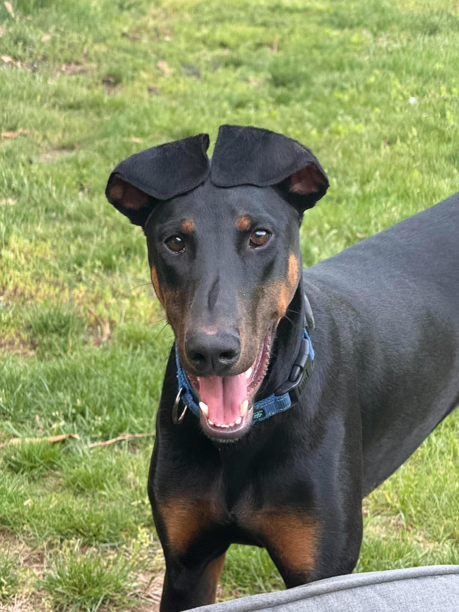 Enlarge Kofta TX, a Adoptable Doberman Pinscher in Boonton, NJ image 1/3