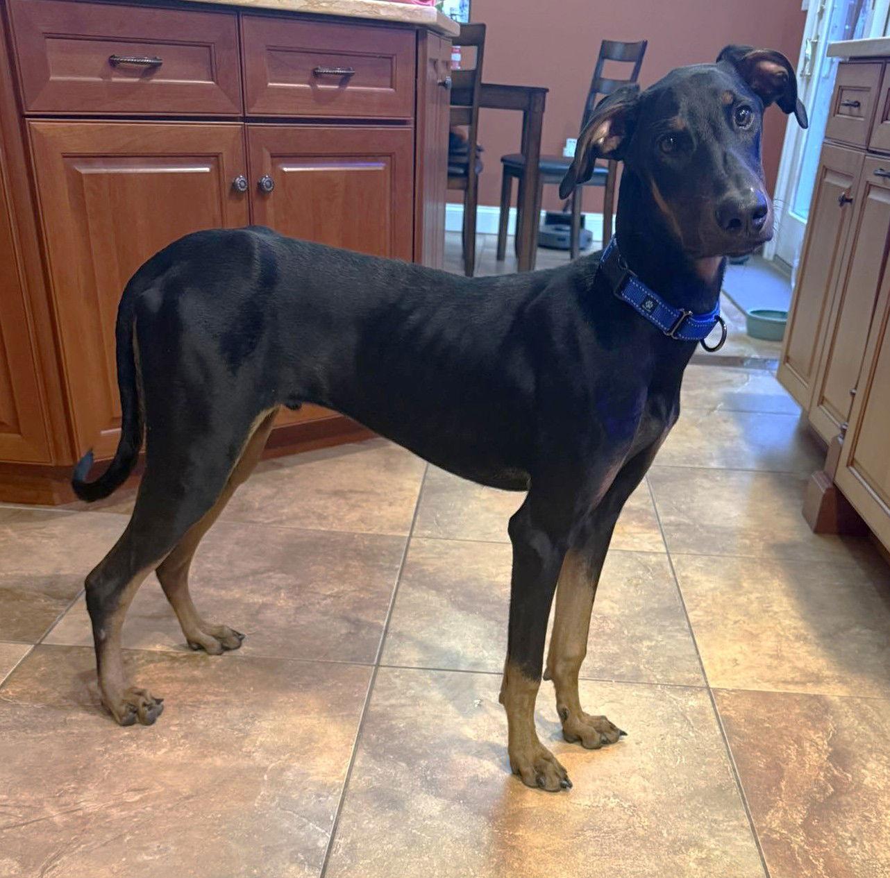 Kofta TX, a Adoptable Doberman Pinscher in Boonton, NJ image 1/3