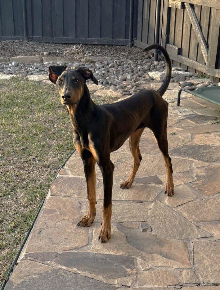 Kofta TX, Adoptable, Young Male Doberman Pinscher.