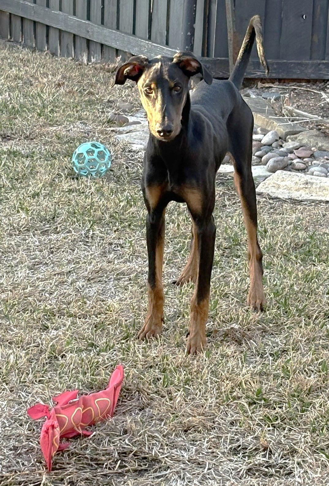 Enlarge Kofta TX, a Adoptable Doberman Pinscher in Boonton, NJ image 2/3