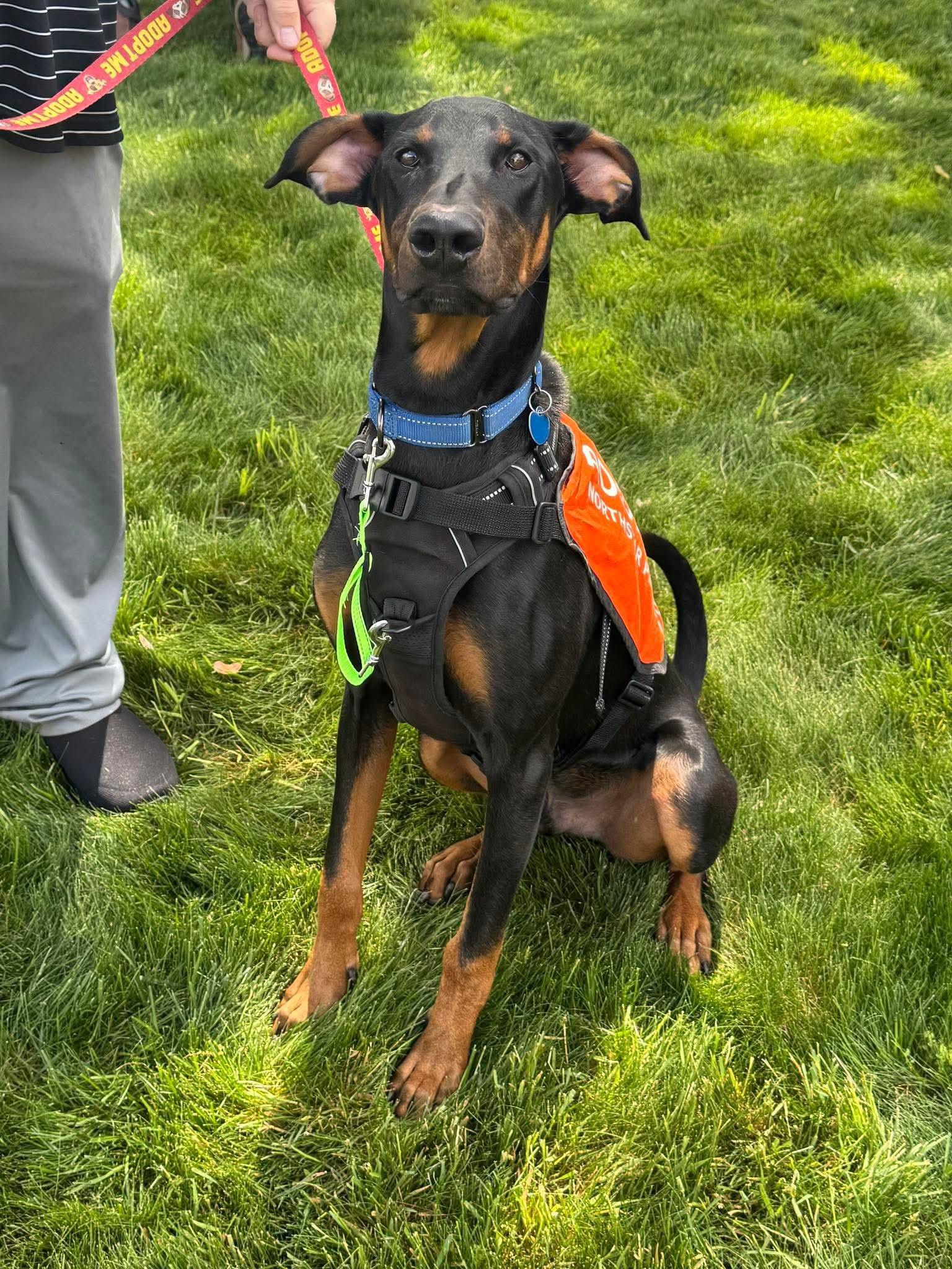Enlarge Kofta TX, a Adoptable Doberman Pinscher in Boonton, NJ image 2/3