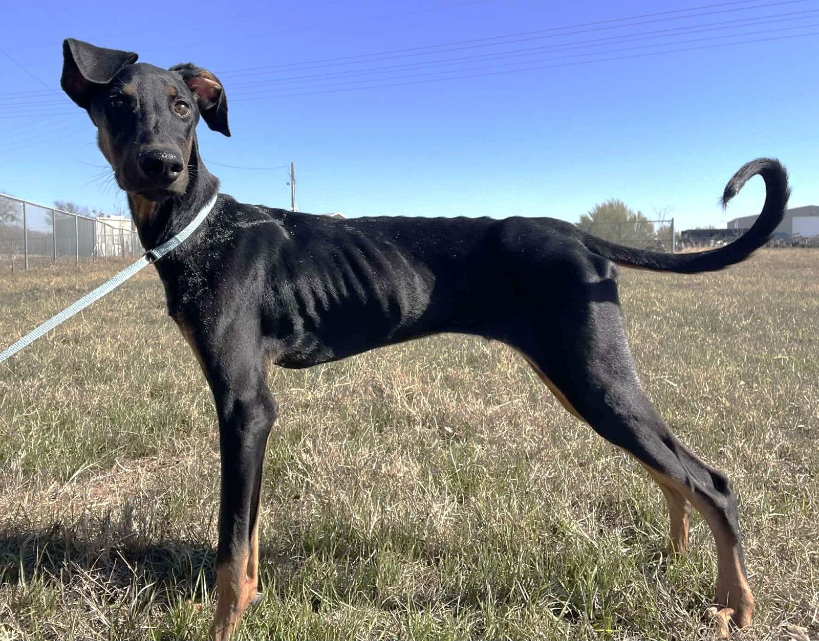 Kofta Tx thumbnail 3