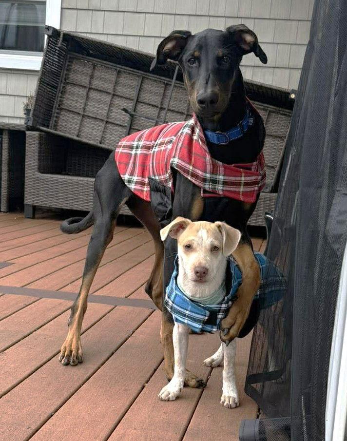 Kofta TX, a Adoptable Doberman Pinscher in Boonton, NJ image 2/3