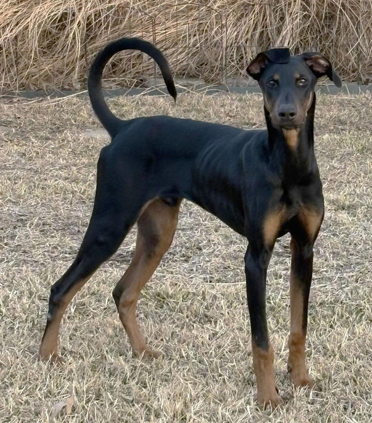 Enlarge Kofta TX, a Adoptable Doberman Pinscher in Boonton, NJ image 3/3