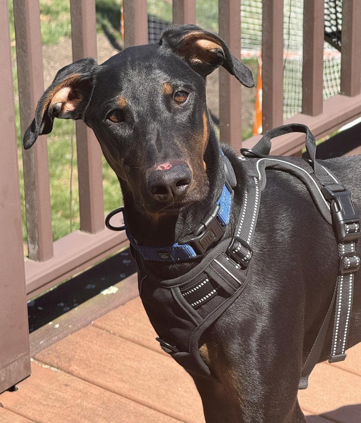 Kofta TX, a Adoptable Doberman Pinscher in Boonton, NJ image 3/3