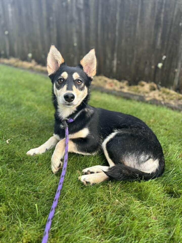 Pepper, Adoptable, Puppy Female Shiba Inu.