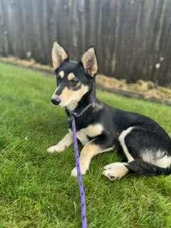 Pepper, a Adoptable mixed breed in Tacoma, WA image 2/5