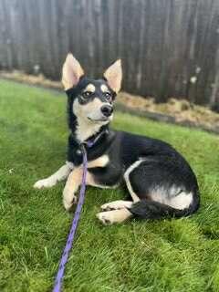 Pepper, a Adoptable mixed breed in Tacoma, WA image 3/5