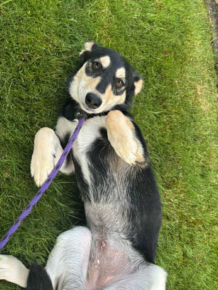 Pepper, a Adoptable mixed breed in Tacoma, WA image 5/5