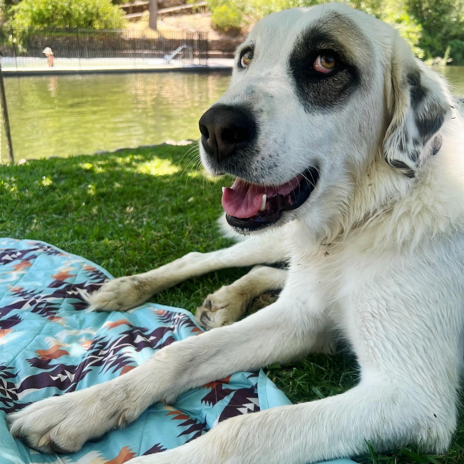 Enlarge CALIFORNIA, MIDDLETOWN; "ZORA", a Adopted mixed breed in Santa Rosa, CA image 2/5