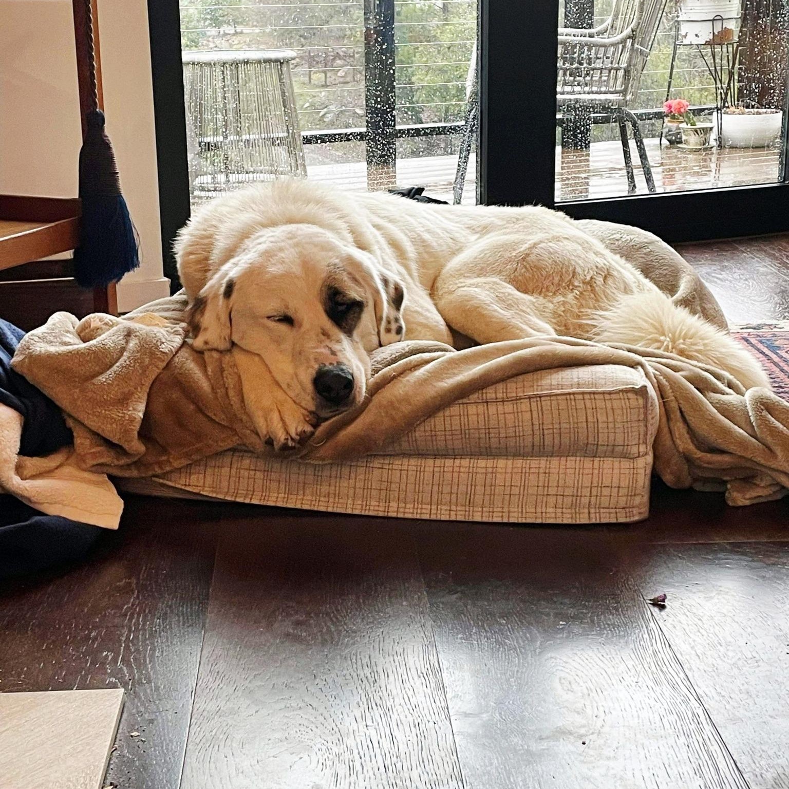 Enlarge CALIFORNIA, MIDDLETOWN; "ZORA", a Adopted mixed breed in Santa Rosa, CA image 4/5