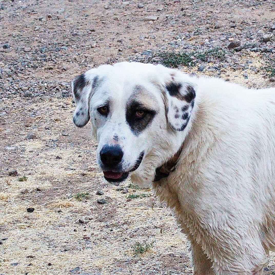 Enlarge CALIFORNIA, MIDDLETOWN; "ZORA", a Adopted mixed breed in Santa Rosa, CA image 5/5
