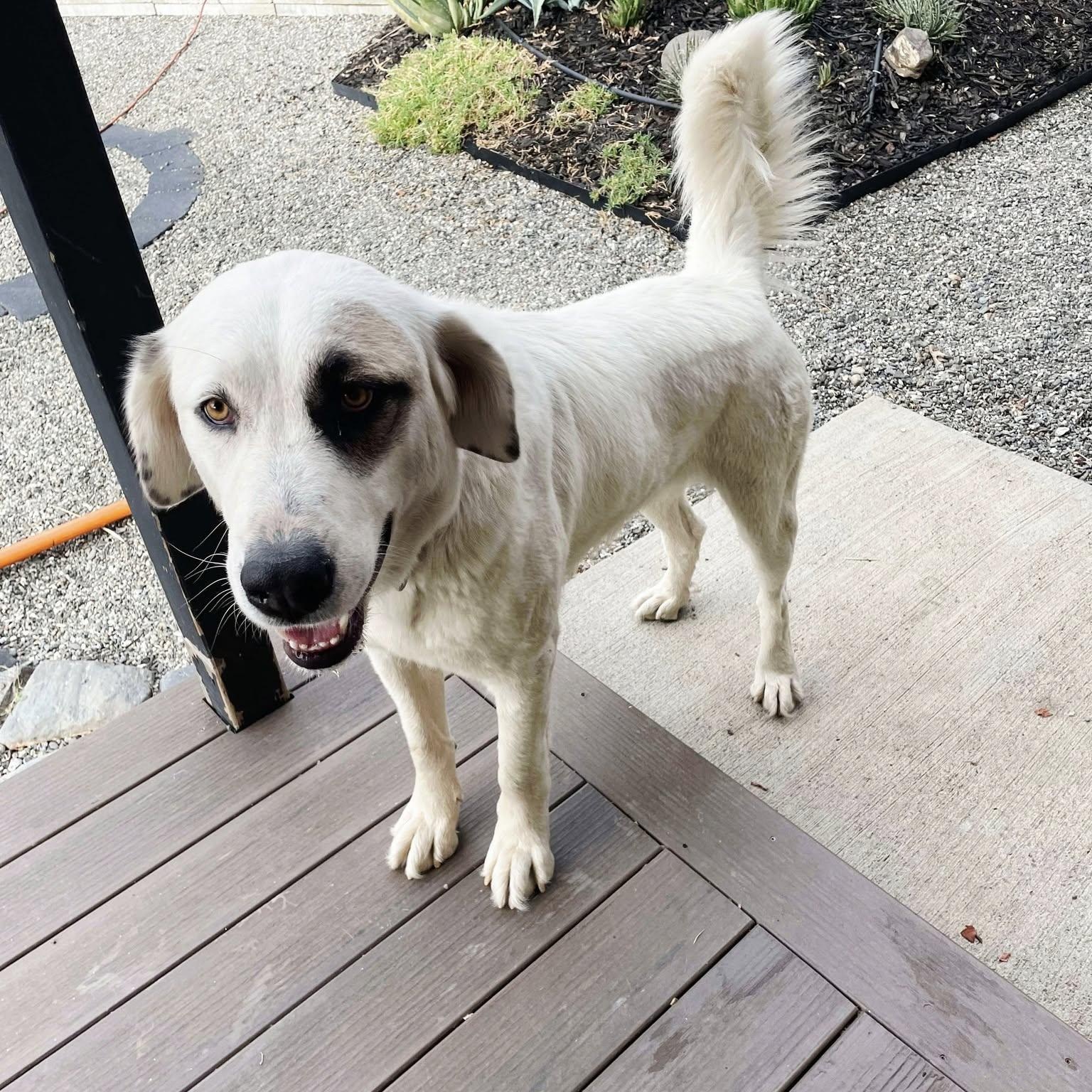 CALIFORNIA, MIDDLETOWN; "ZORA", Adopted, Young Female Anatolian Shepherd & Great Pyrenees.