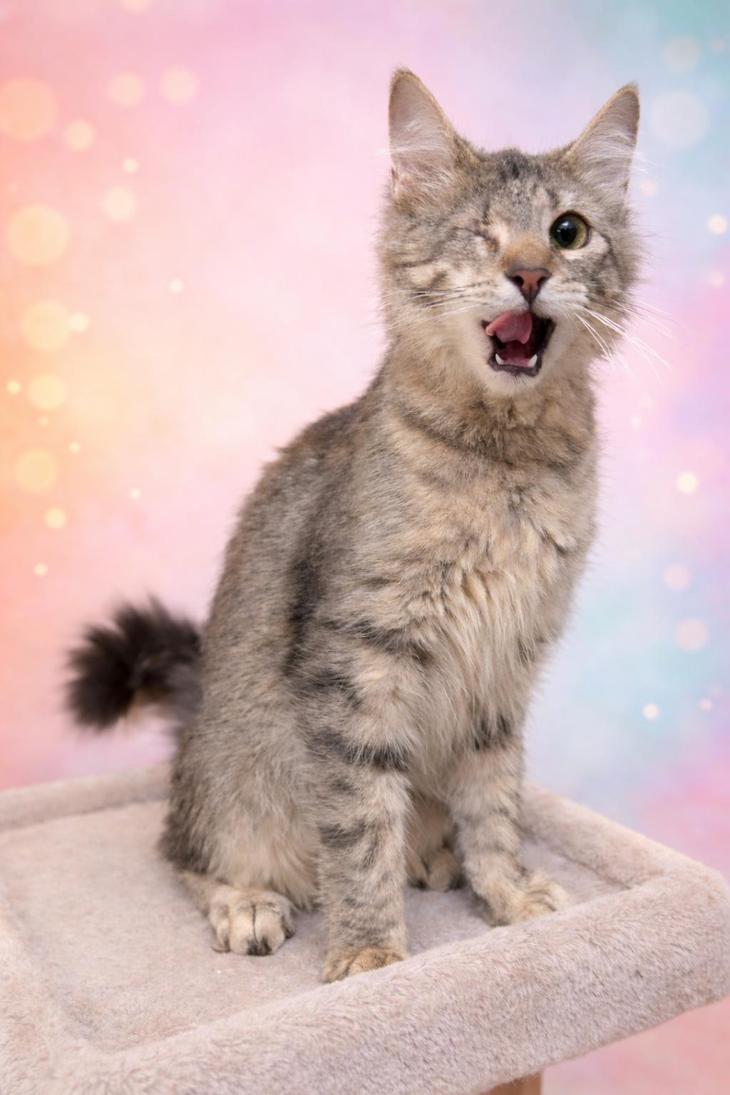 Violet, adopted, Kitten Female Domestic Medium Hair.