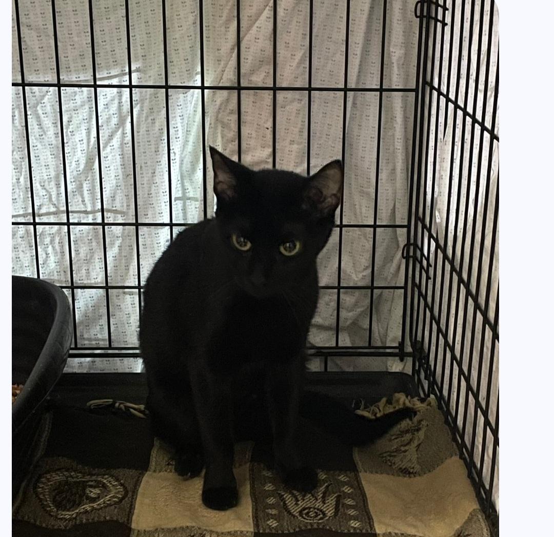 Nala, ADOPTABLE, Adult Female Domestic Short Hair.