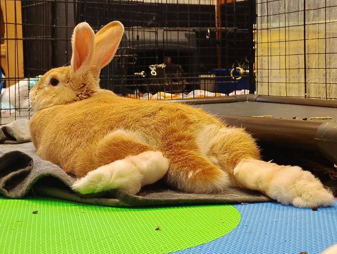 Enlarge Chloe, a Adopted Flemish Giant in Youngstown, OH image 1/3