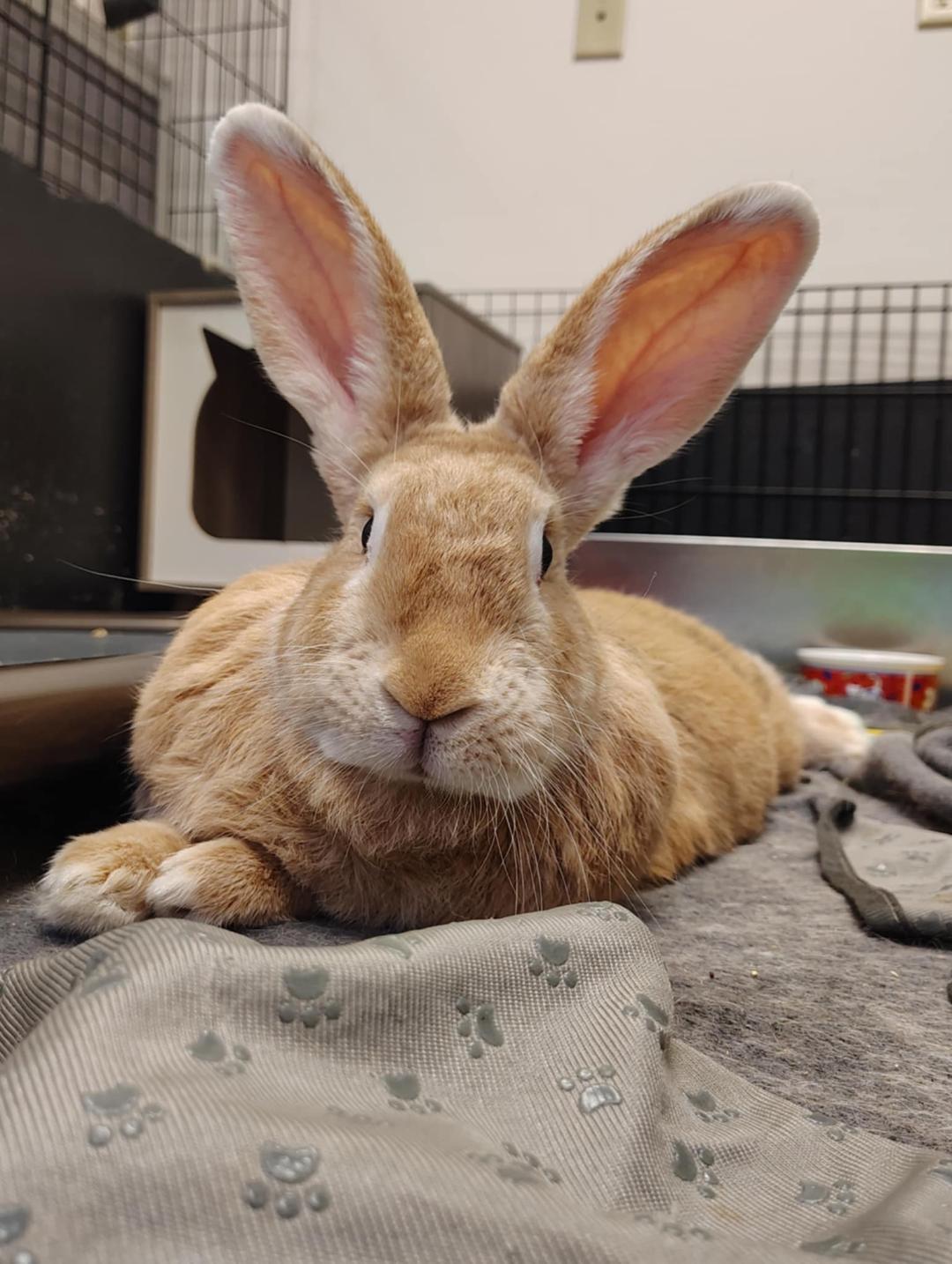 Chloe, Adopted, Adult Female Flemish Giant.