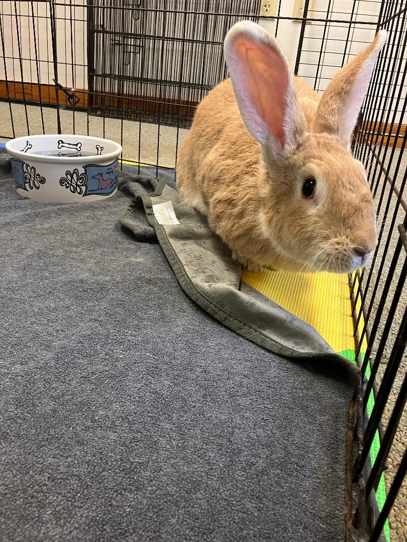 Enlarge Chloe, a Adopted Flemish Giant in Youngstown, OH image 3/3