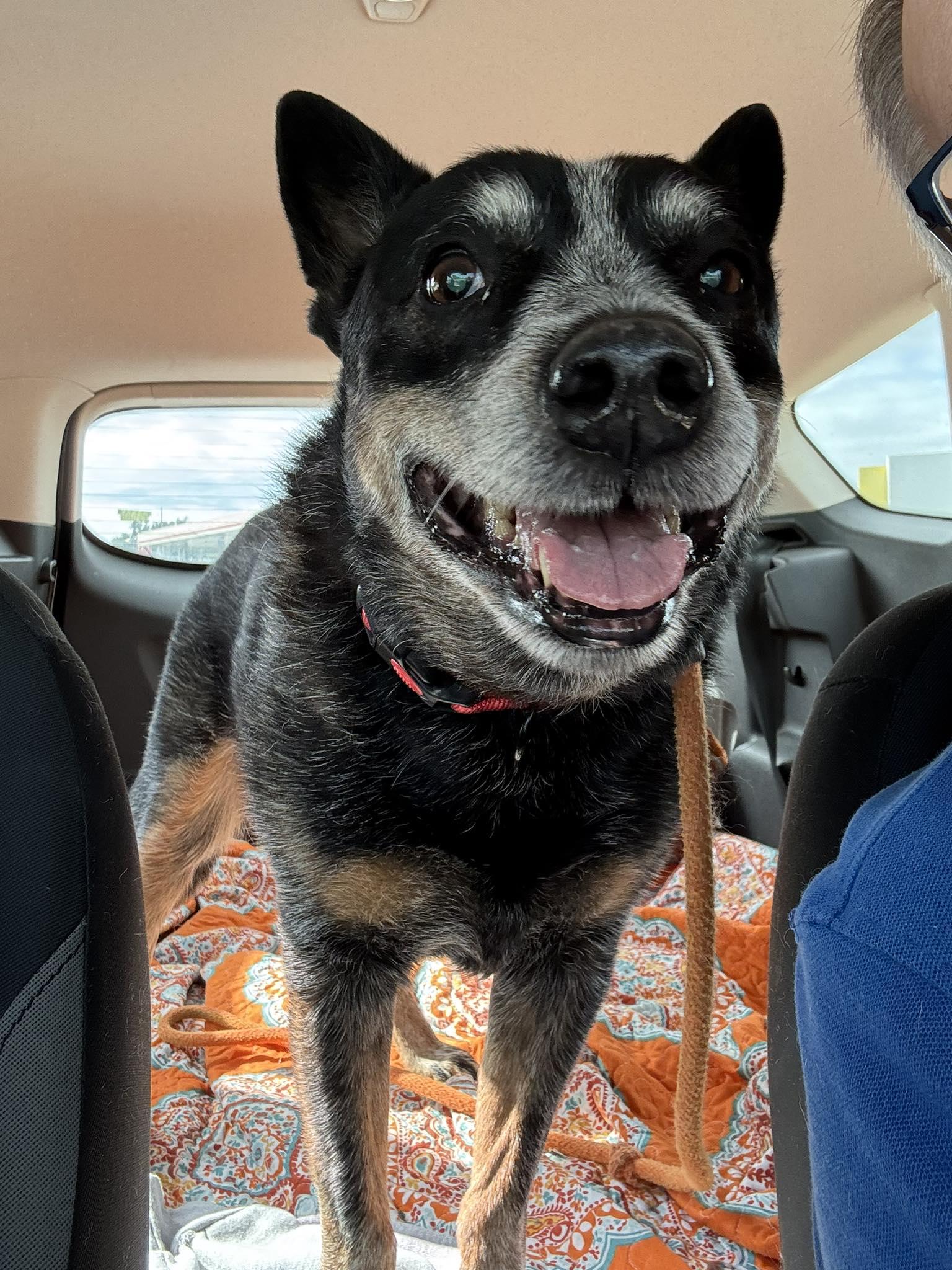 Grandpa, Adoptable, Senior Male Cattle Dog.