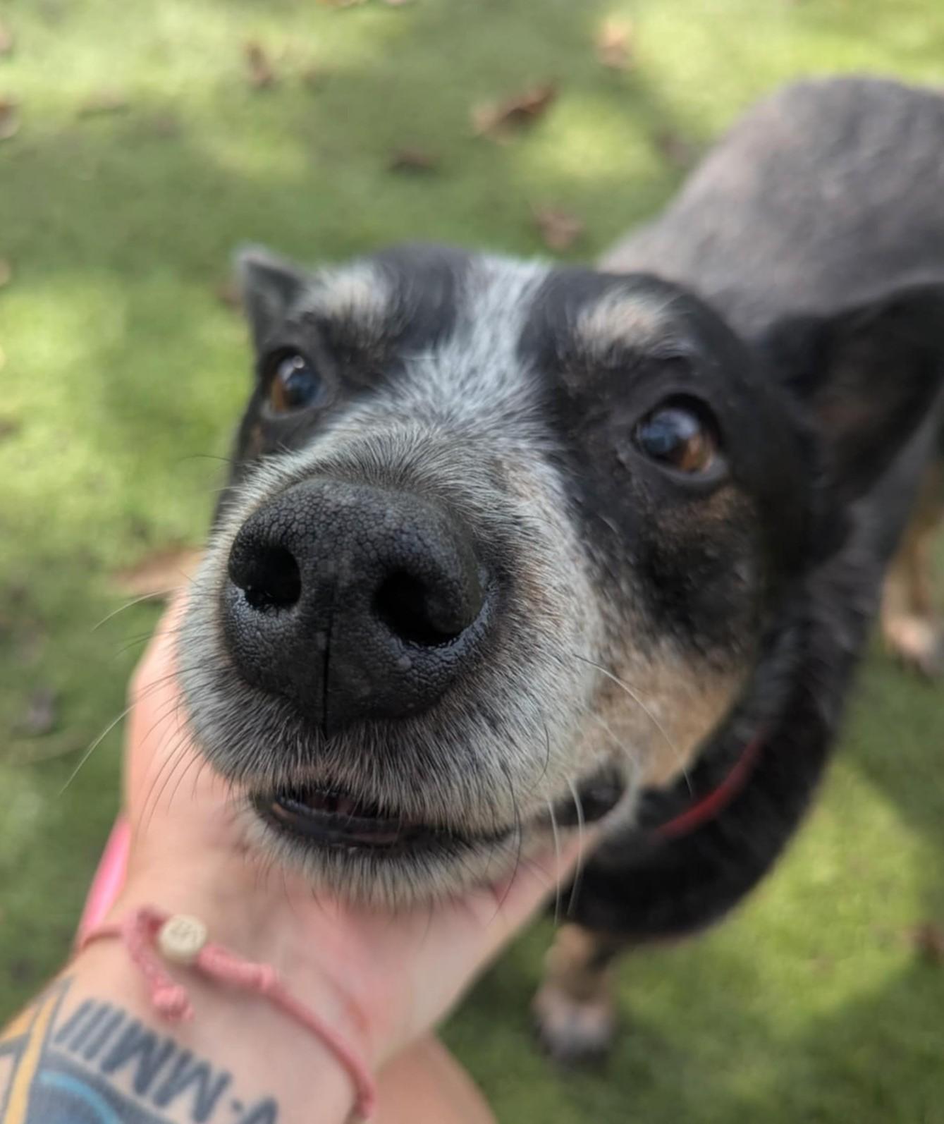 Grandpa, a Adoptable Cattle Dog in Independence, MO image 2/6