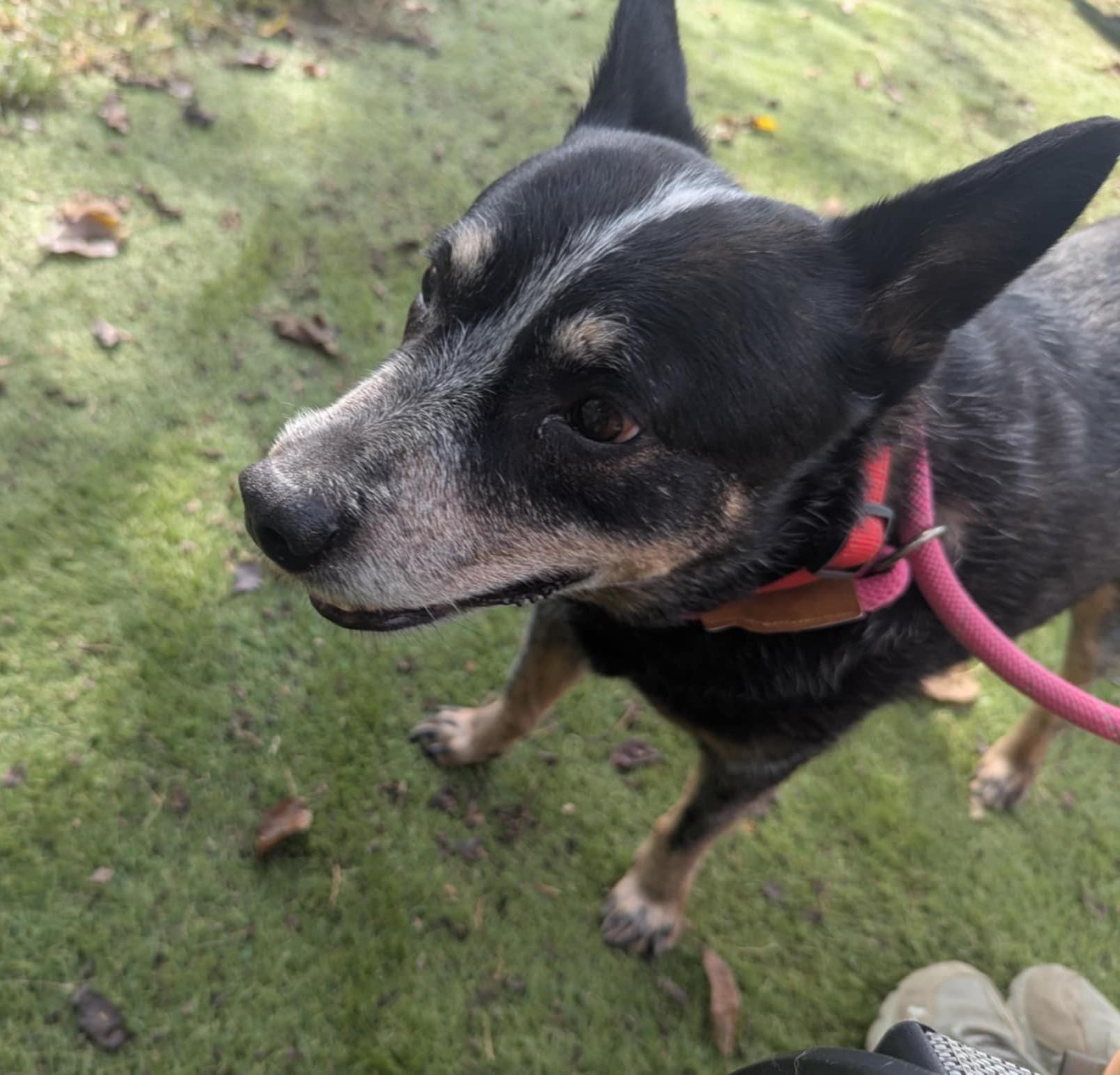 Grandpa, a Adoptable Cattle Dog in Independence, MO image 3/6