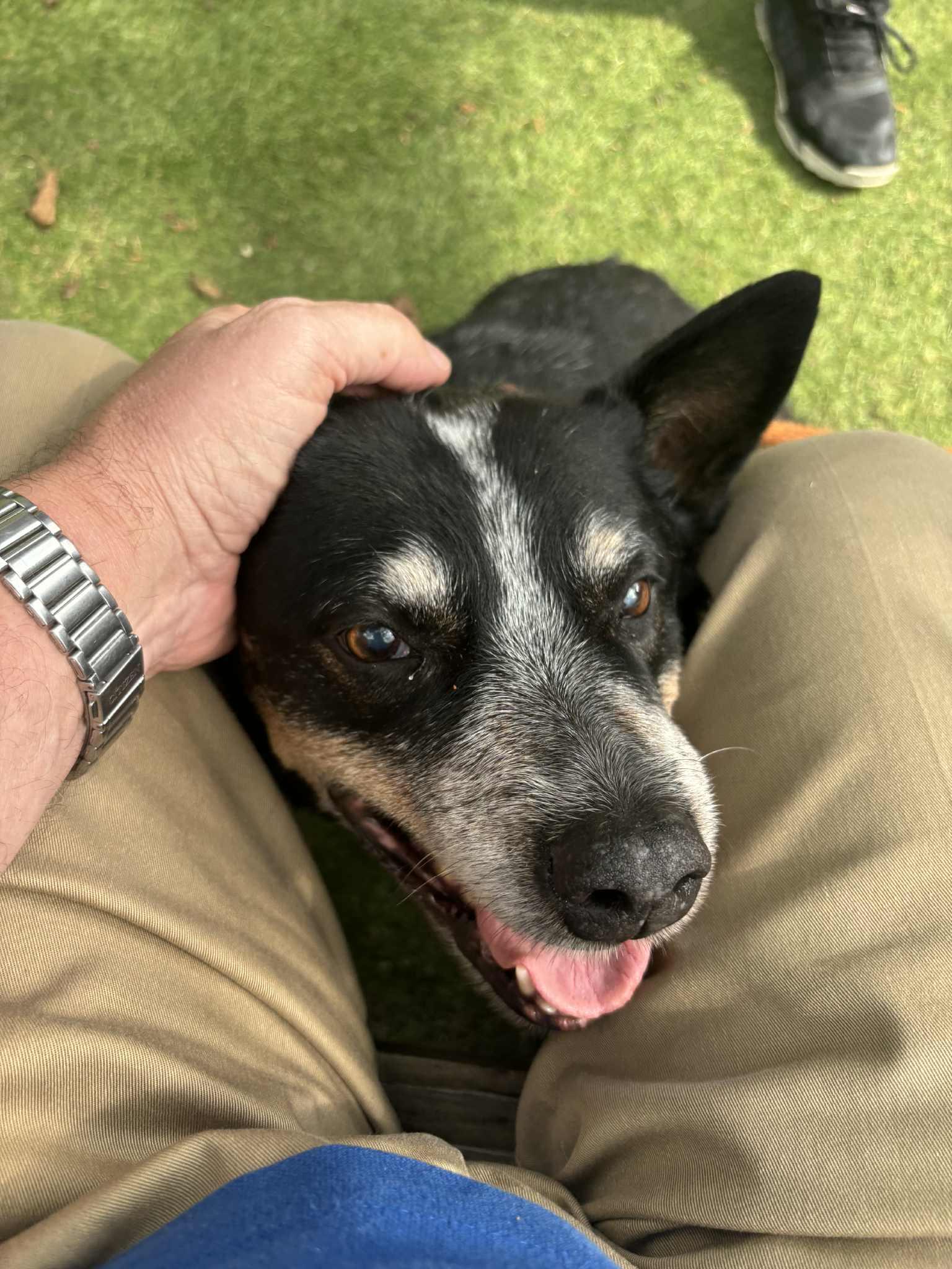 Grandpa, a Adoptable Cattle Dog in Independence, MO image 4/6