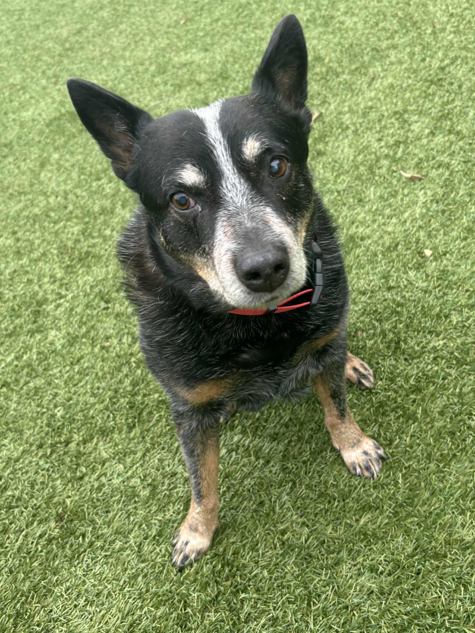 Grandpa, a Adoptable Cattle Dog in Independence, MO image 5/6