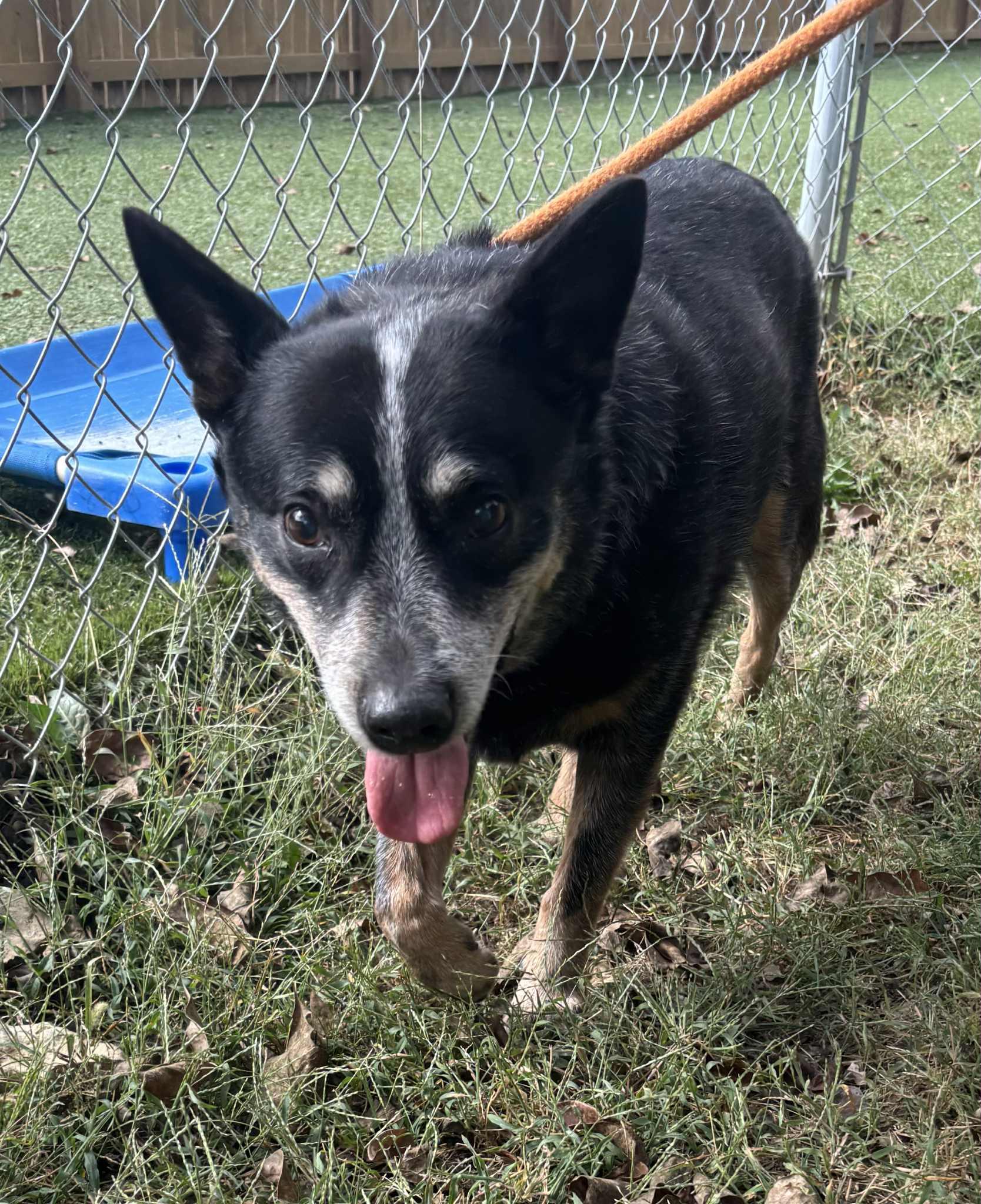 Grandpa, a Adoptable Cattle Dog in Independence, MO image 6/6