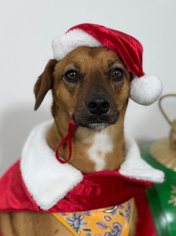 Enlarge Bada, a Adoptable mixed breed in Palo Alto, CA image 1/1