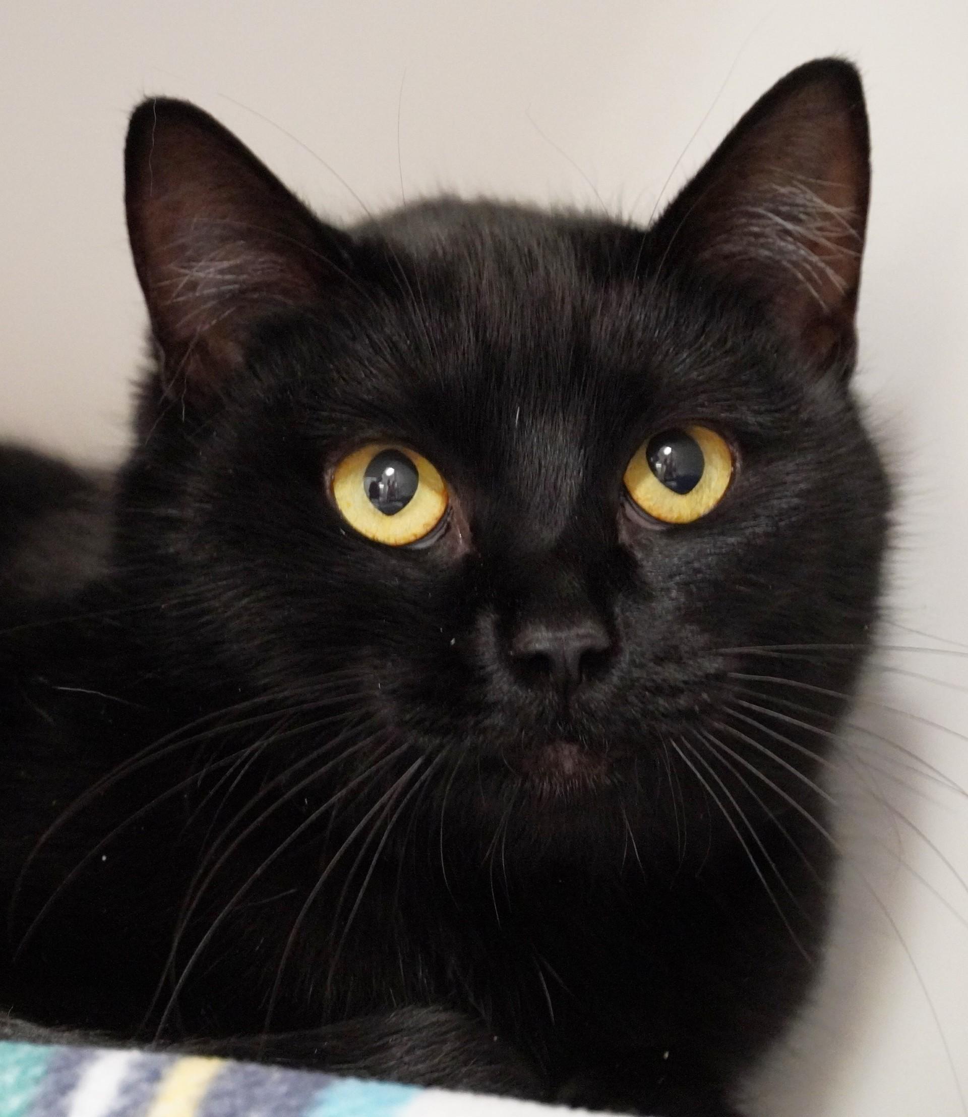 Romy, ADOPTABLE, Adult Female Domestic Short Hair.