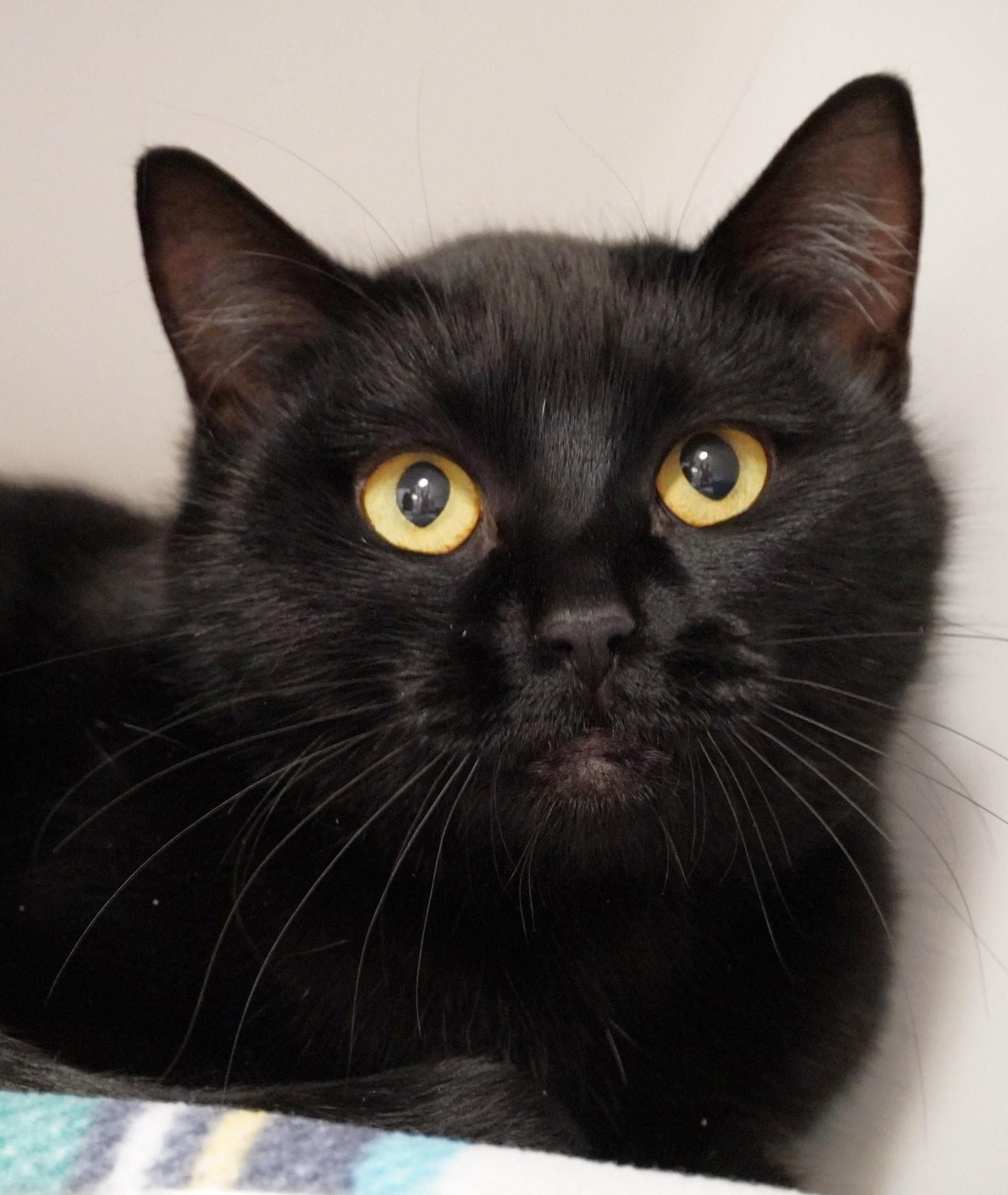 Enlarge Romy, a ADOPTABLE Domestic Short Hair in Grants Pass, OR image 2/2